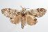  ( - ANIC Gen No. 000504)  @14 [ ] Copyright (2010) Unspecified Australia National Insect Collection