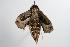  ( - ANIC Gen No. 000507)  @14 [ ] Copyright (2010) Unspecified Australia National Insect Collection