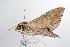  ( - ANIC Gen No. 000507)  @13 [ ] Copyright (2010) Unspecified Australia National Insect Collection