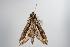  ( - ANIC Gen No. 000508)  @13 [ ] Copyright (2010) Unspecified Australia National Insect Collection