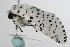  ( - ANIC Gen No. 000513)  @14 [ ] Copyright (2010) Unspecified Australia National Insect Collection