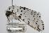  ( - ANIC Gen No. 000514)  @14 [ ] Copyright (2010) Unspecified Australia National Insect Collection