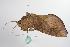  ( - ANIC Gen No. 000518)  @13 [ ] Copyright (2010) Unspecified Australia National Insect Collection