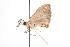  ( - ANIC Gen No. 001146)  @13 [ ] Copyright (2010) Unspecified Australia National Insect Collection