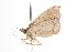  ( - ANIC Gen No. 001154)  @13 [ ] Copyright (2010) Unspecified Australia National Insect Collection