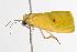  ( - ANIC Gen No. 001157)  @13 [ ] Copyright (2010) Unspecified Australia National Insect Collection