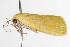  ( - ANIC Gen No. 001158)  @13 [ ] Copyright (2010) Unspecified Australia National Insect Collection