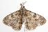  ( - ANIC Gen No. 001182)  @13 [ ] Copyright (2010) Unspecified Australia National Insect Collection