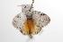  ( - ANIC Gen No. 001193)  @12 [ ] Copyright (2010) Unspecified Australia National Insect Collection