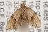  ( - ANIC Gen No. 001215)  @12 [ ] Copyright (2010) Unspecified Australia National Insect Collection