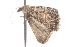  ( - ANIC Gen No. 001237)  @13 [ ] Copyright (2010) Unspecified Australia National Insect Collection
