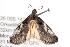  ( - ANIC Gen No. 001241)  @12 [ ] Copyright (2010) Unspecified Australia National Insect Collection