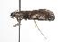  ( - ANIC Gen No. 001242)  @12 [ ] Copyright (2010) Unspecified Australia National Insect Collection