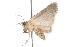  ( - ANIC Gen No. 001257)  @13 [ ] Copyright (2010) Unspecified Australia National Insect Collection