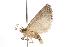  ( - ANIC Gen No. 001258)  @13 [ ] Copyright (2010) Unspecified Australia National Insect Collection