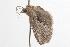  ( - ANIC Gen No. 001259)  @13 [ ] Copyright (2010) Unspecified Australia National Insect Collection