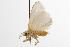  ( - ANIC Gen No. 001264)  @13 [ ] Copyright (2010) Unspecified Australia National Insect Collection