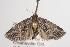  ( - ANIC Gen No. 001271)  @13 [ ] Copyright (2010) Unspecified Australia National Insect Collection