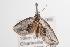  ( - ANIC Gen No. 001273)  @13 [ ] Copyright (2010) Unspecified Australia National Insect Collection