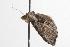  ( - ANIC Gen No. 001278)  @13 [ ] Copyright (2010) Unspecified Australia National Insect Collection