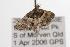  ( - ANIC Gen No. 001291)  @13 [ ] Copyright (2010) Unspecified Australia National Insect Collection