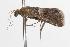  ( - ANIC Gen No. 001292)  @13 [ ] Copyright (2010) Unspecified Australia National Insect Collection