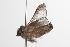 ( - ANIC Gen No. 001309)  @12 [ ] Copyright (2010) Unspecified Australia National Insect Collection