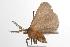  ( - ANIC Gen No. 001315)  @13 [ ] Copyright (2010) Unspecified Australia National Insect Collection