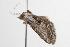  ( - ANIC Gen No. 001322)  @13 [ ] Copyright (2010) Unspecified Australia National Insect Collection