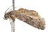  ( - ANIC Gen No. 001354)  @13 [ ] Copyright (2010) Unspecified Australia National Insect Collection
