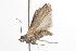  ( - ANIC Gen No. 001355)  @13 [ ] Copyright (2010) Unspecified Australia National Insect Collection