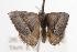 (Dichromodes ornata - ANIC Gen No. 001361)  @13 [ ] Copyright (2010) Unspecified Australia National Insect Collection