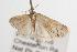  ( - ANIC Gen No. 001375)  @12 [ ] Copyright (2010) Unspecified Australia National Insect Collection