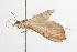  ( - ANIC Gen No. 001376)  @12 [ ] Copyright (2010) Unspecified Australia National Insect Collection