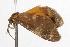  ( - ANIC Gen No. 001377)  @13 [ ] Copyright (2010) Unspecified Australia National Insect Collection