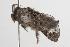  ( - ANIC Gen No. 001392)  @12 [ ] Copyright (2010) Unspecified Australia National Insect Collection