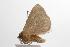  ( - ANIC Gen No. 001404)  @13 [ ] Copyright (2010) Unspecified Australia National Insect Collection