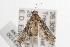  ( - ANIC Gen No. 001411)  @13 [ ] Copyright (2010) Unspecified Australia National Insect Collection