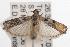  ( - ANIC Gen No. 001413)  @13 [ ] Copyright (2010) Unspecified Australia National Insect Collection