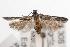  (Streniastis sp. ANIC2 - ANIC Gen No. 001426)  @14 [ ] Copyright (2010) Unspecified Australia National Insect Collection
