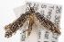  ( - ANIC Gen No. 001429)  @13 [ ] Copyright (2010) Unspecified Australia National Insect Collection