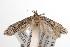  ( - ANIC Gen No. 001433)  @13 [ ] Copyright (2010) Unspecified Australia National Insect Collection