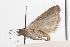  ( - ANIC Gen No. 001444)  @13 [ ] Copyright (2010) Unspecified Australia National Insect Collection