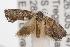  ( - ANIC Gen No. 001448)  @14 [ ] Copyright (2010) Unspecified Australia National Insect Collection