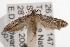  (Melanoima sp. ANIC6 - ANIC Gen No. 001449)  @14 [ ] Copyright (2010) Unspecified Australia National Insect Collection