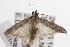  ( - ANIC Gen No. 001452)  @13 [ ] Copyright (2010) Unspecified Australia National Insect Collection