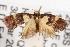  (Eupselia anommata - ANIC Gen No. 001489)  @14 [ ] Copyright (2010) Unspecified Australia National Insect Collection