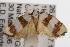  ( - ANIC Gen No. 001497)  @13 [ ] Copyright (2010) Unspecified Australia National Insect Collection