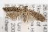  ( - ANIC Gen No. 001505)  @13 [ ] Copyright (2010) Unspecified Australia National Insect Collection