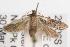  ( - ANIC Gen No. 001506)  @12 [ ] Copyright (2010) Unspecified Australia National Insect Collection